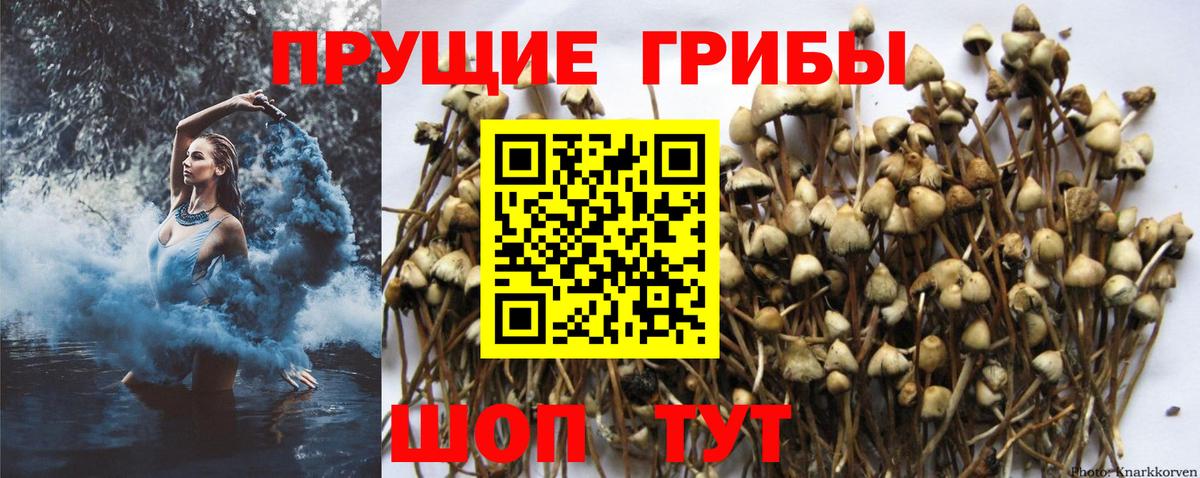 Гатчина  дарнет шоп  Вход с VPN  Псилоцибиновые грибы прущие грибы  Псилоцибиновые грибы Psilocybine cubensis 
